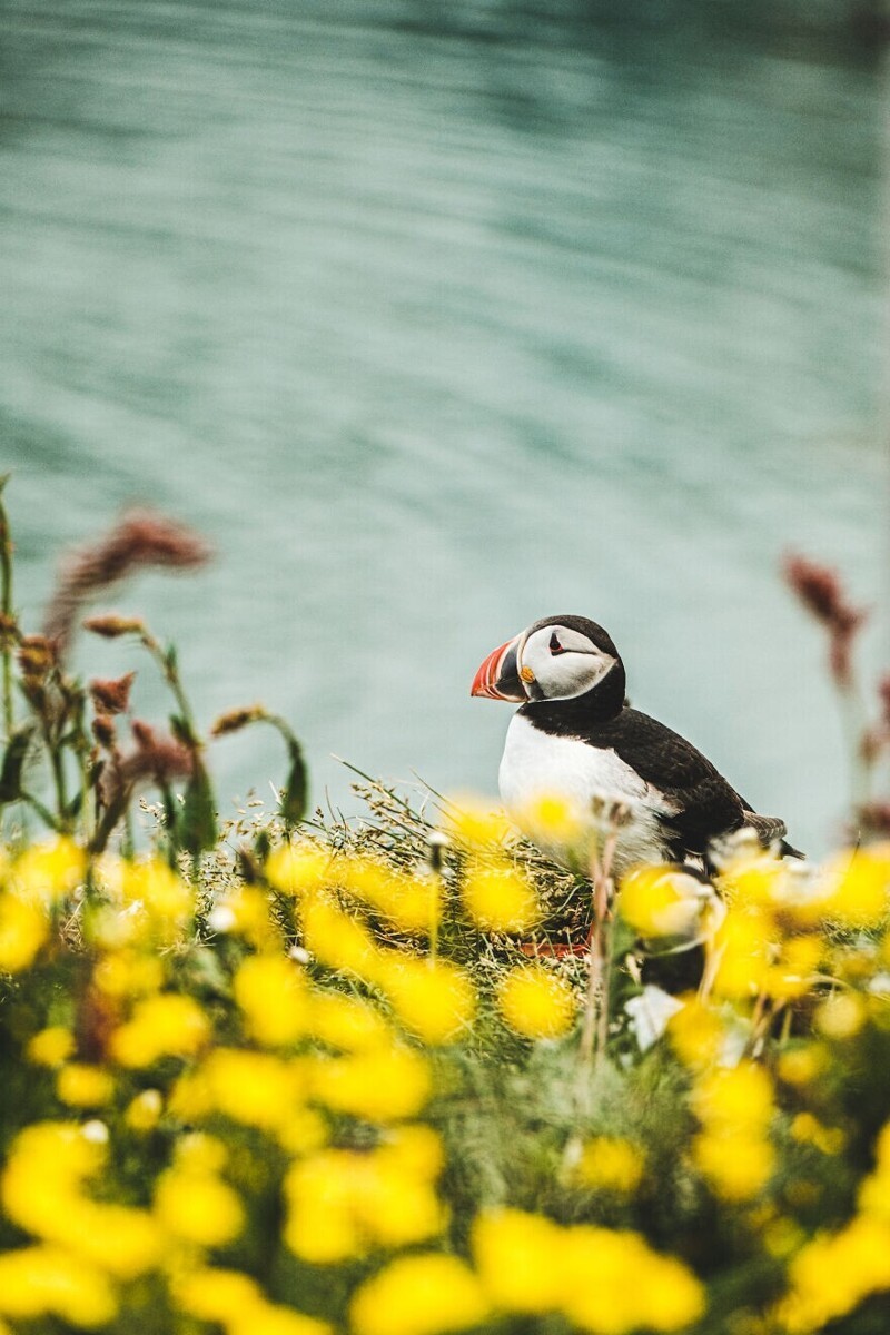 Stunning Photos Of Iceland (20 pics)