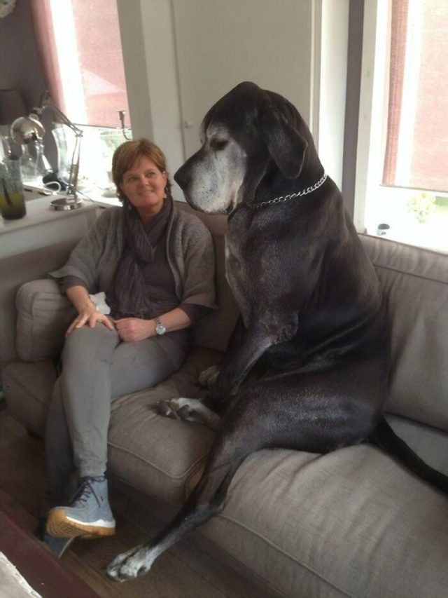Giant Things (20 pics)