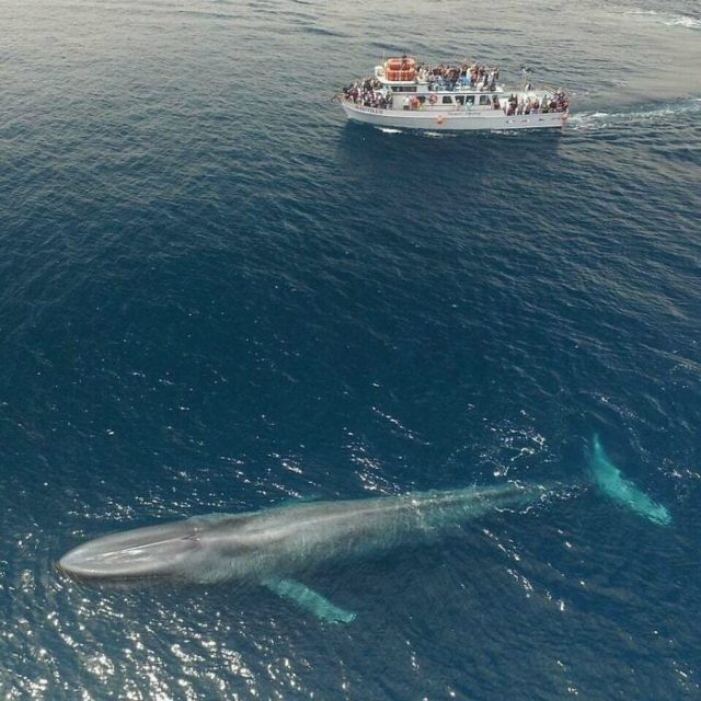 Giant Things (20 pics)