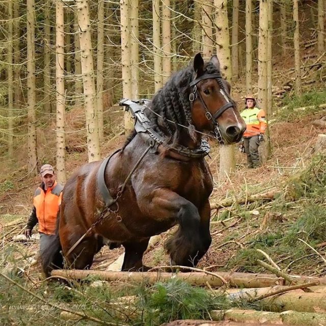 Giant Things (20 pics)
