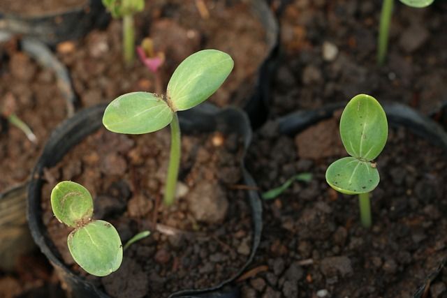 Seed to Sprout: Unveiling the Secrets of Successful Cannabis Seed Germination