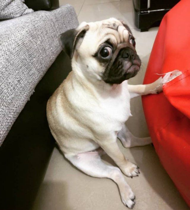People Share Their Cute And Funny Dogs (20 pics)