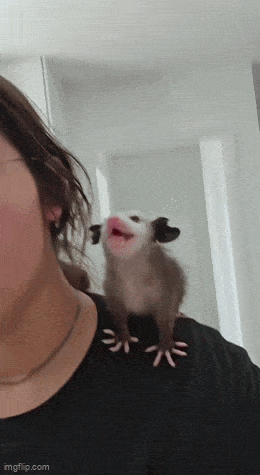 Acid GIFs, March 5 (25 gifs)
