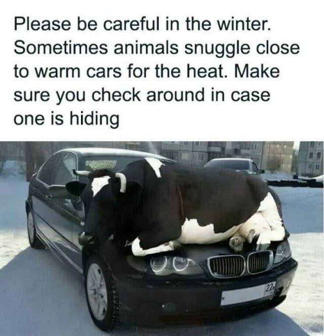 Memes With Animals (22 pics)