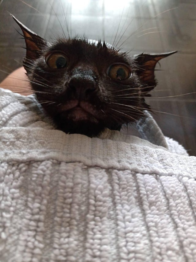 They Don't Like Showering (16 pics)