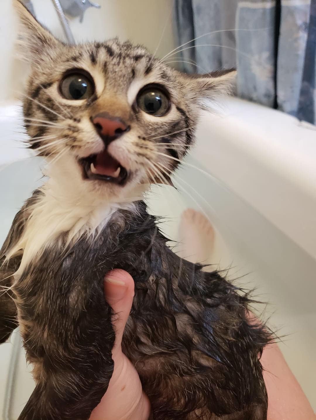 They Don't Like Showering (16 pics)