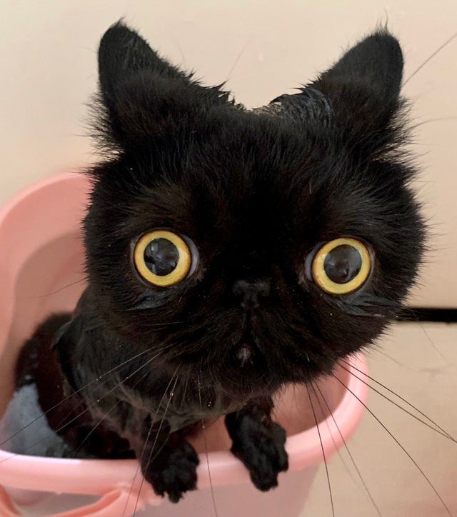 They Don't Like Showering (16 pics)
