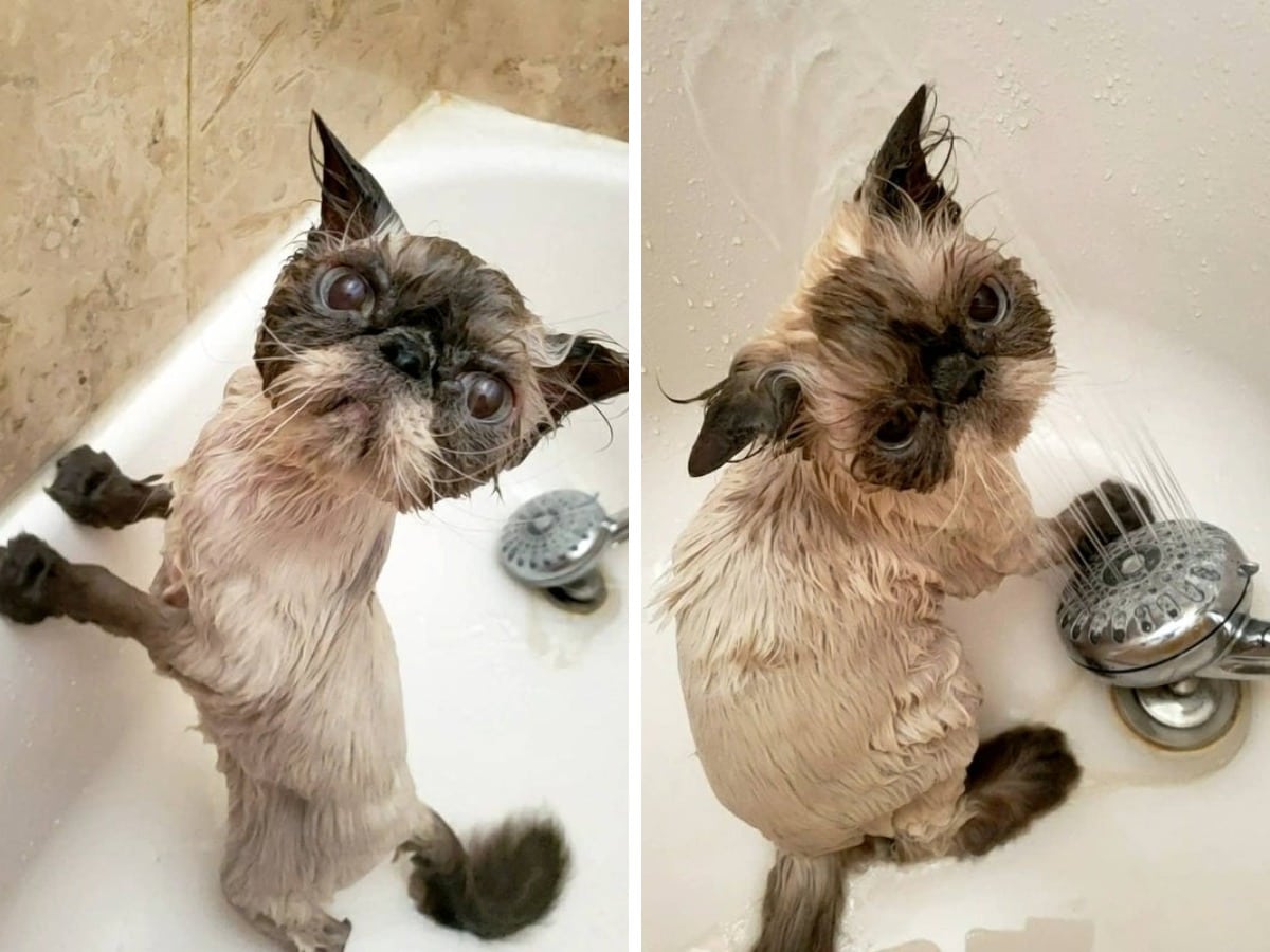 They Don't Like Showering (16 pics)