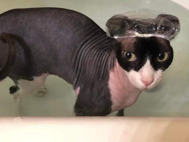 They Don't Like Showering (16 pics)
