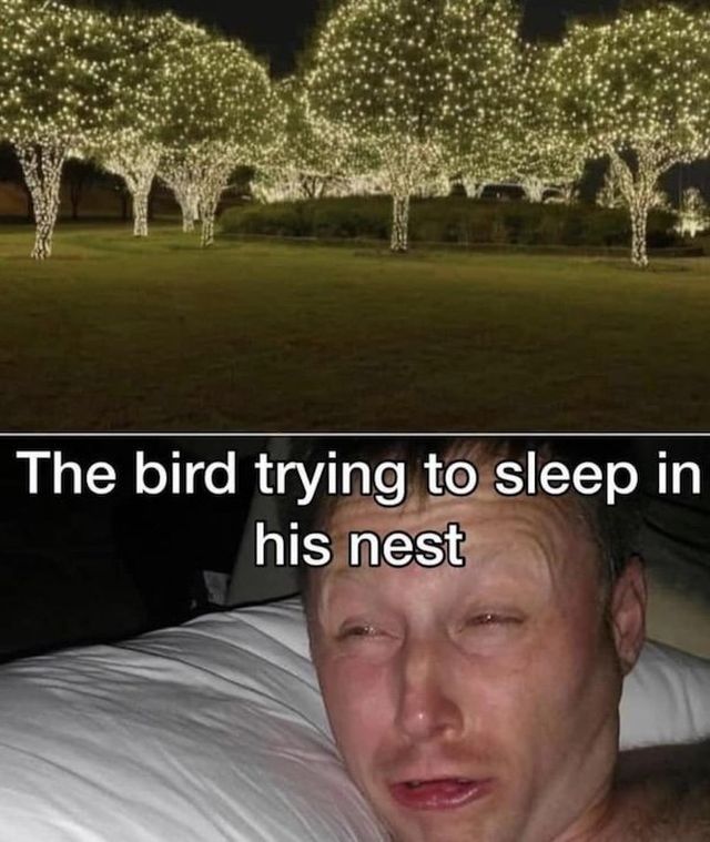 Birding Memes (29 pics)