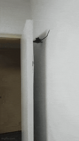 Acid GIFs, March 18 (25 gifs)