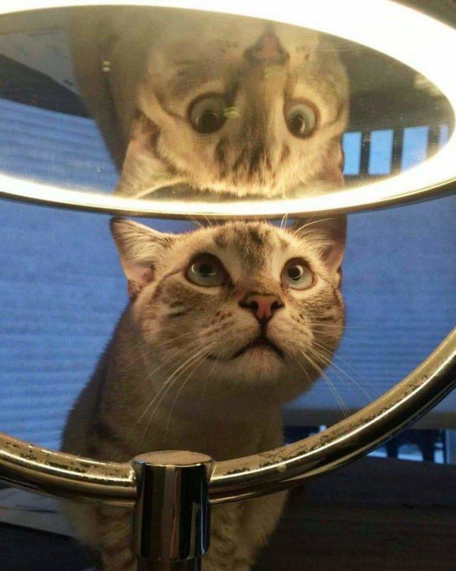 Animals Against Mirrors (20 pics)