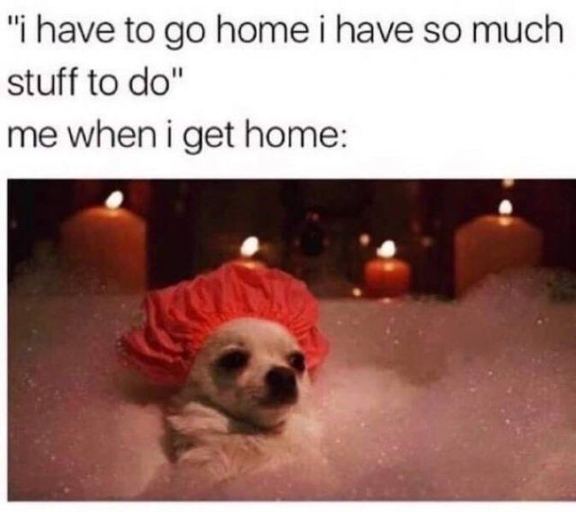 Memes With Animals (23 pics)