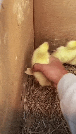 Acid GIFs, April 2 (25 gifs)