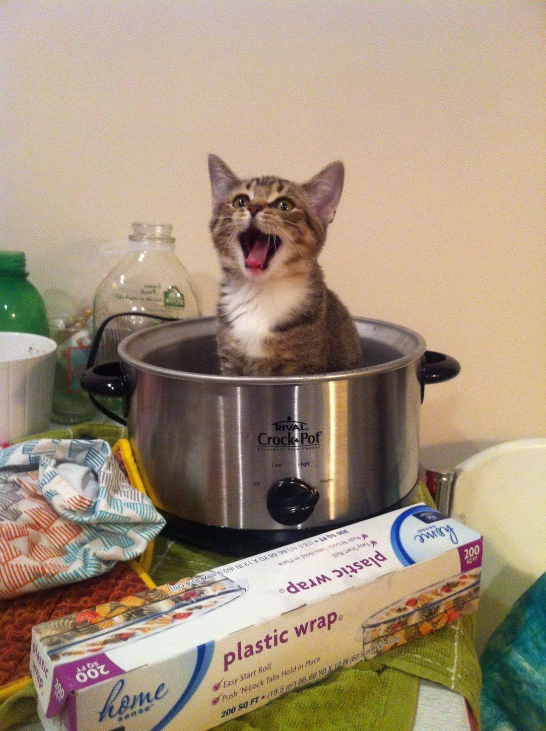 Funny Cats That Love To Sit In Pots (20 pics)