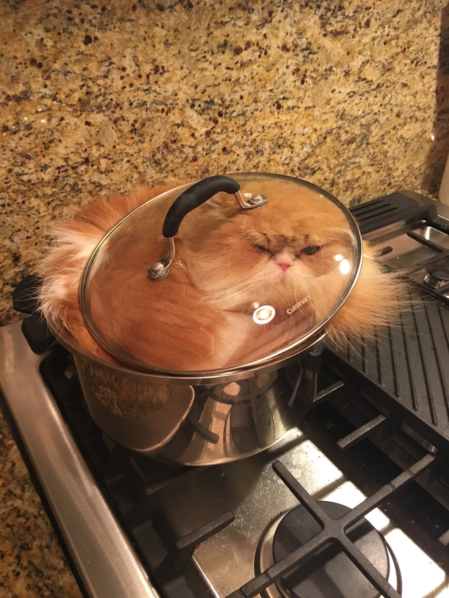 Funny Cats That Love To Sit In Pots (20 pics)