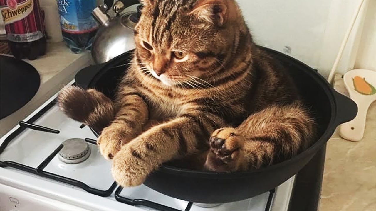 Funny Cats That Love To Sit In Pots (20 pics)