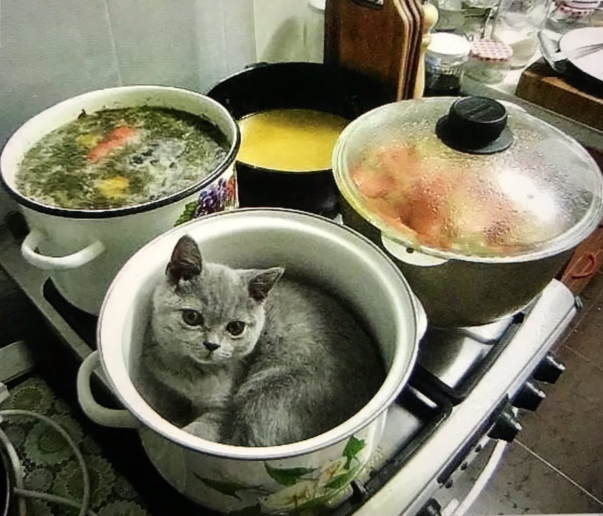 Funny Cats That Love To Sit In Pots (20 pics)