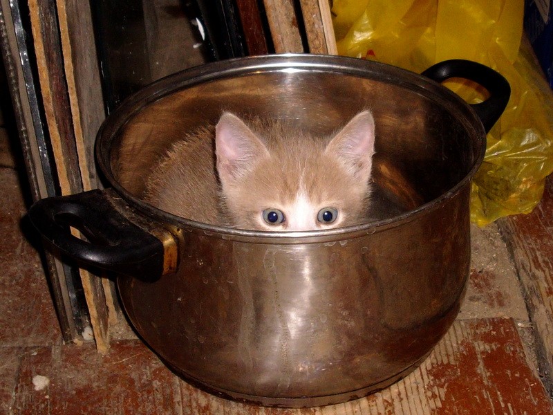 Funny Cats That Love To Sit In Pots (20 pics)