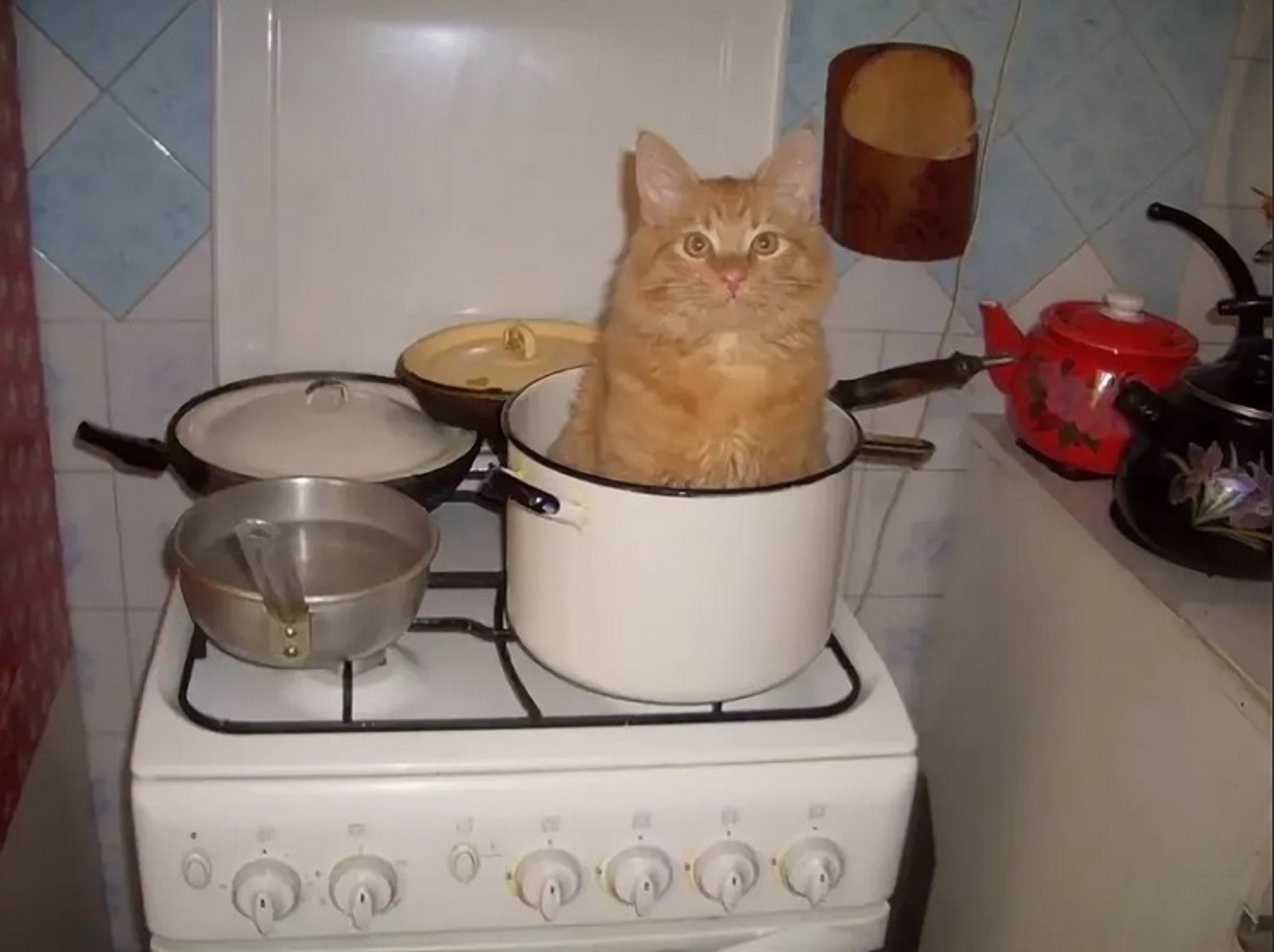 Funny Cats That Love To Sit In Pots (20 pics)