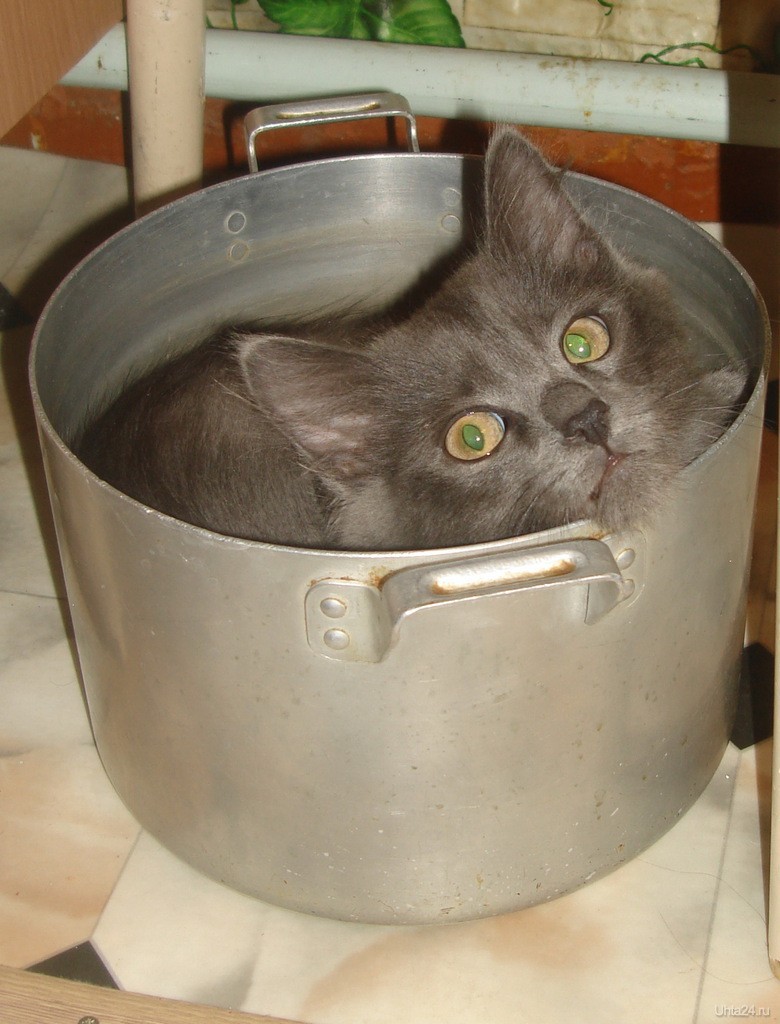 Funny Cats That Love To Sit In Pots (20 pics)