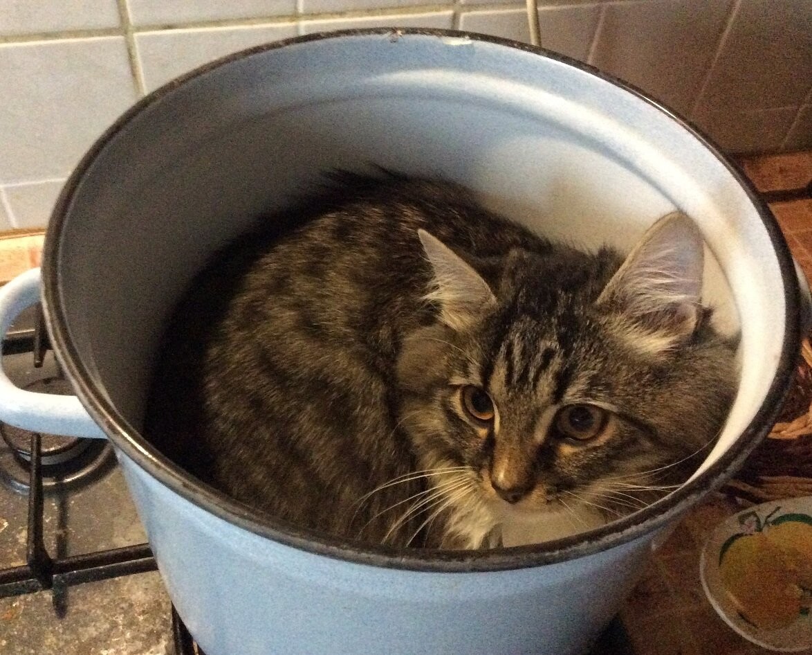 Funny Cats That Love To Sit In Pots (20 pics)