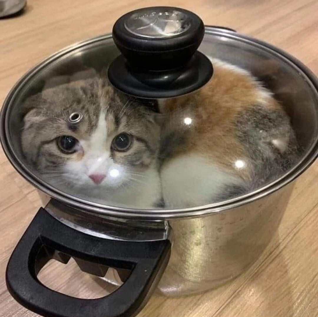 Funny Cats That Love To Sit In Pots (20 pics)