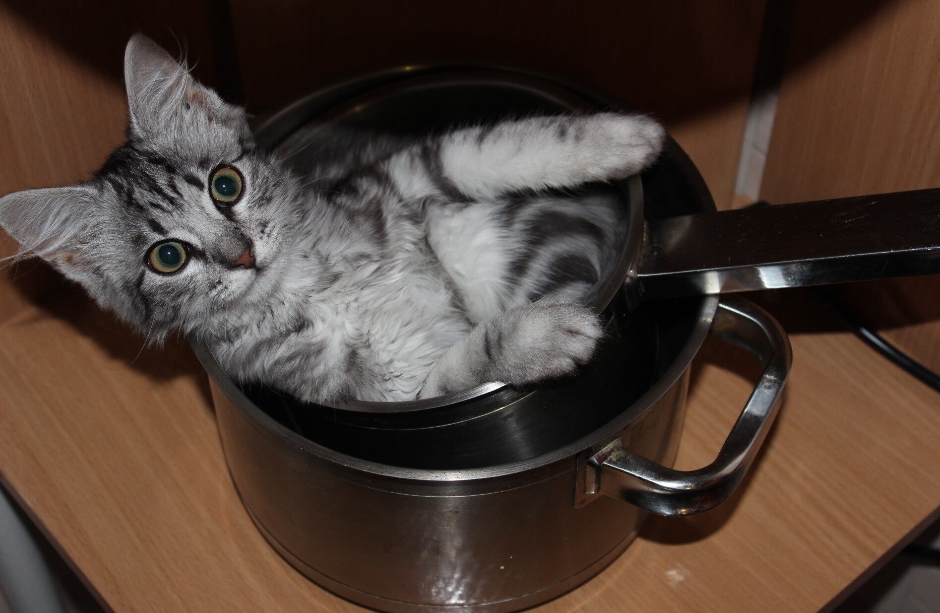 Funny Cats That Love To Sit In Pots (20 pics)