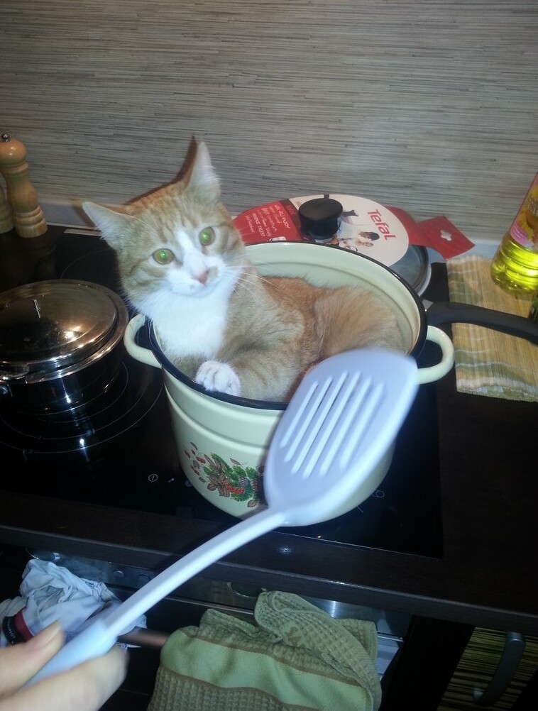 Funny Cats That Love To Sit In Pots (20 pics)