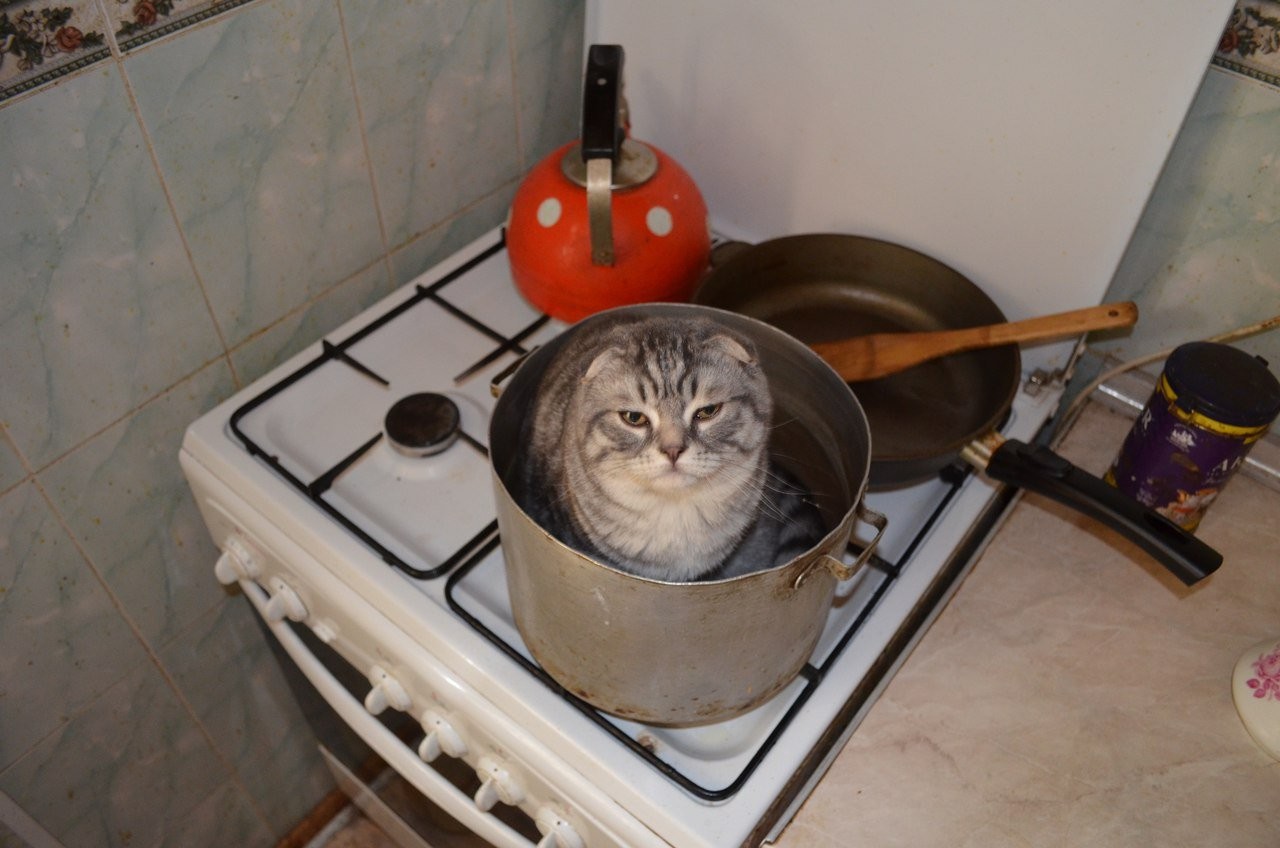Funny Cats That Love To Sit In Pots (20 pics)