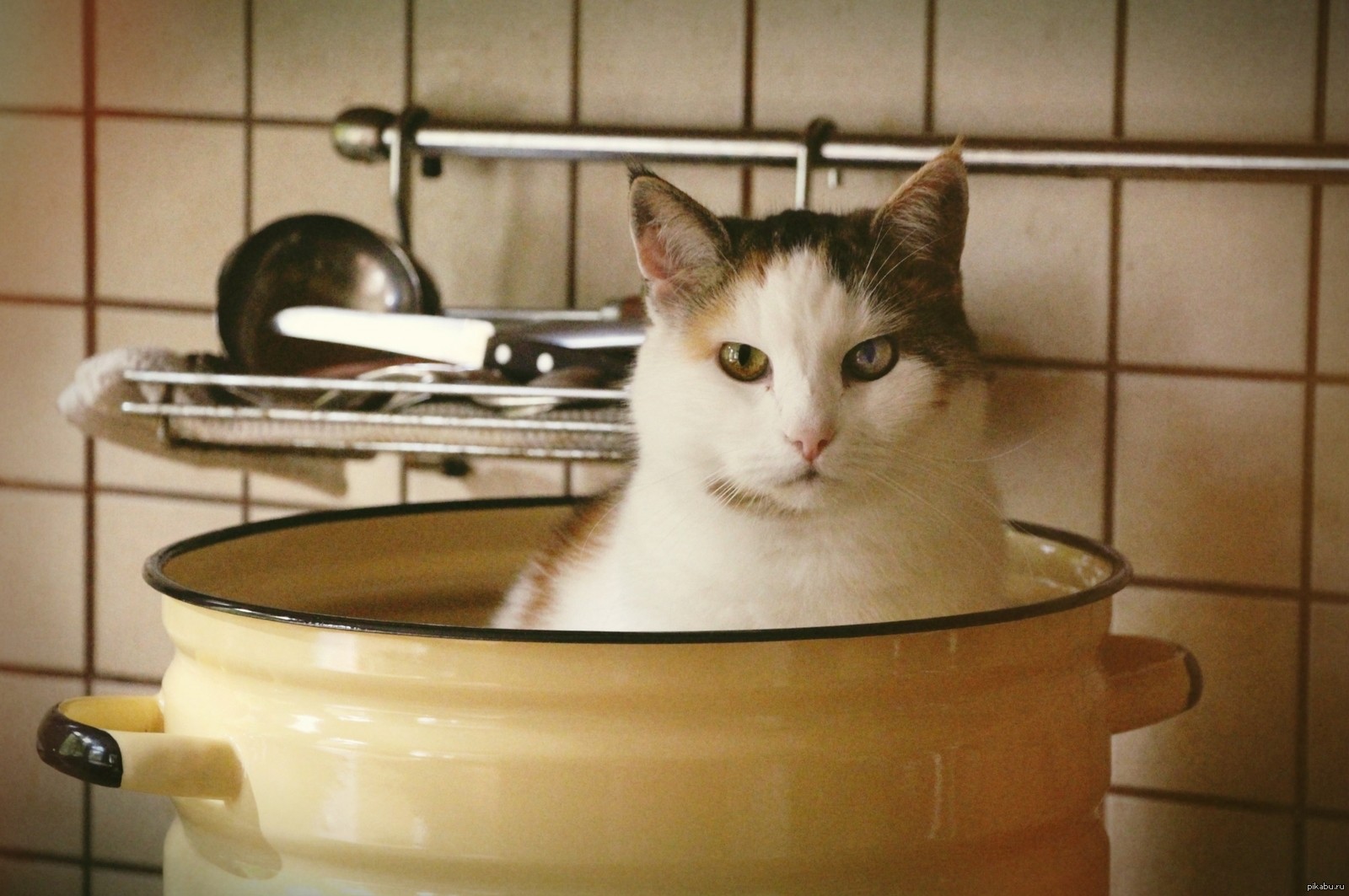 Funny Cats That Love To Sit In Pots (20 pics)