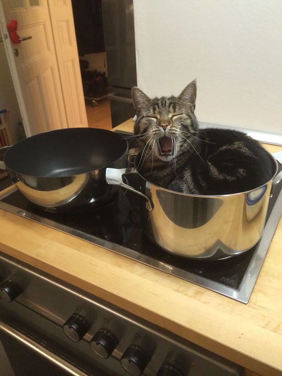 Funny Cats That Love To Sit In Pots (20 pics)