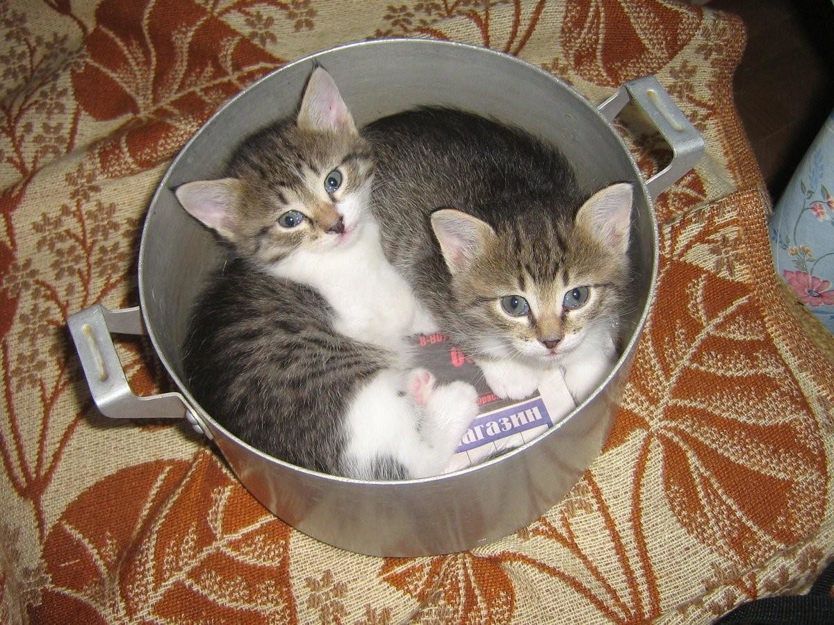 Funny Cats That Love To Sit In Pots (20 pics)