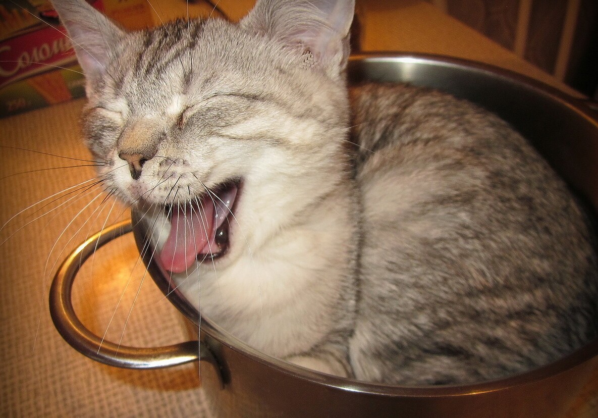 Funny Cats That Love To Sit In Pots (20 pics)