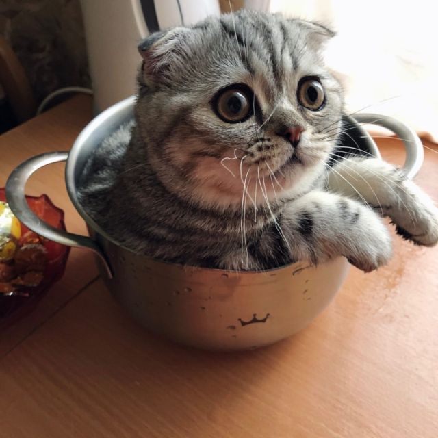 Funny Cats That Love To Sit In Pots (20 pics)