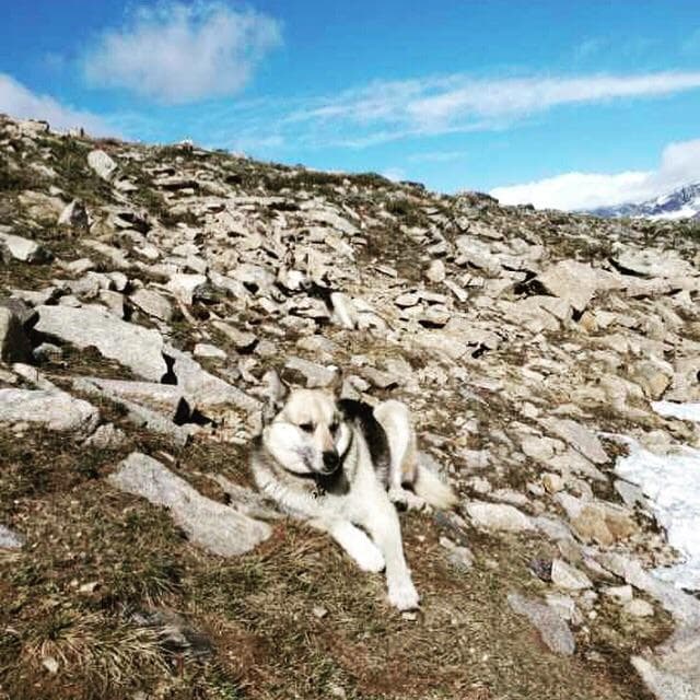 Perfect Camouflage (20 pics)