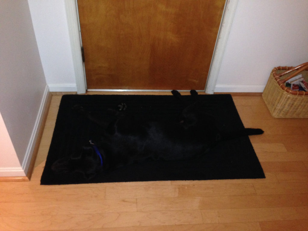 Perfect Camouflage (20 pics)
