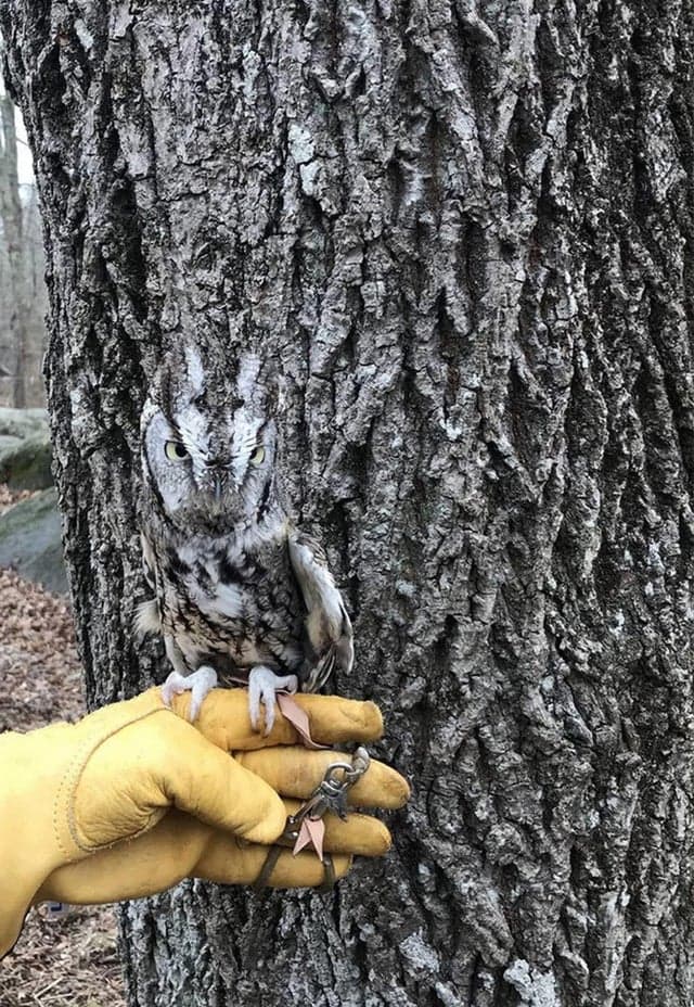 Perfect Camouflage (20 pics)