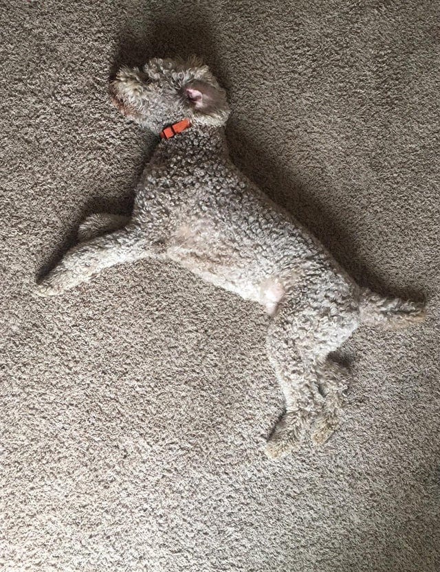 Perfect Camouflage (20 pics)