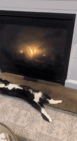 Acid GIFs, April 4 (25 gifs)