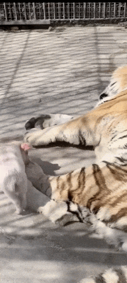 Acid GIFs, April 4 (25 gifs)