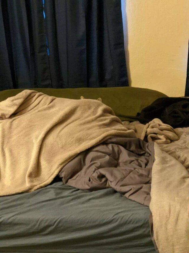 Where Is The Cat? (29 pics)