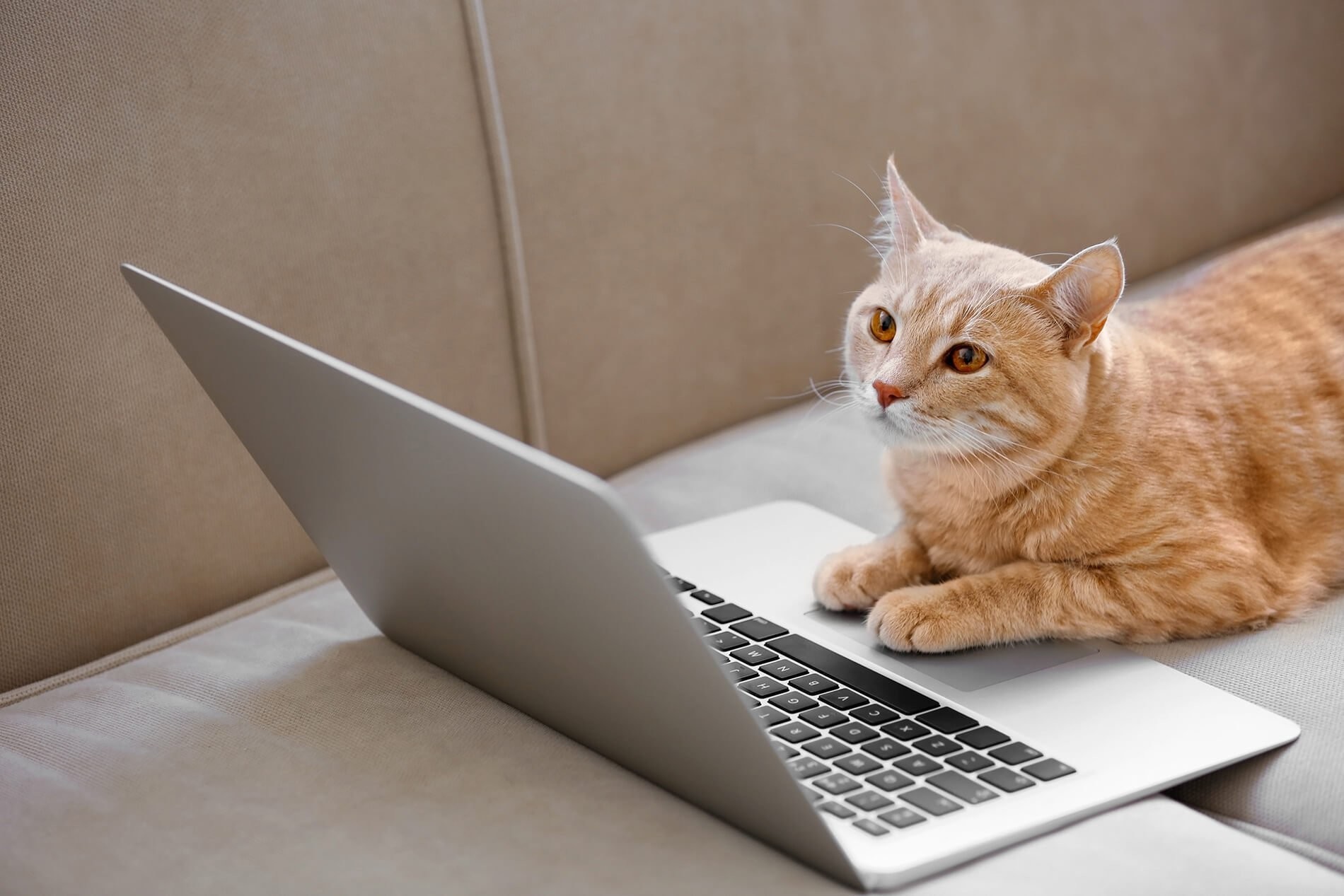 They Love Computers (20 pics)