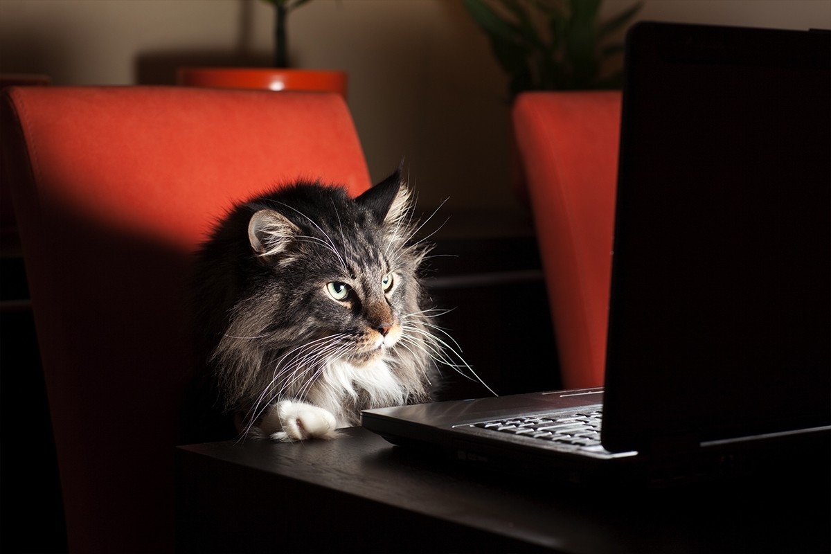 They Love Computers (20 pics)