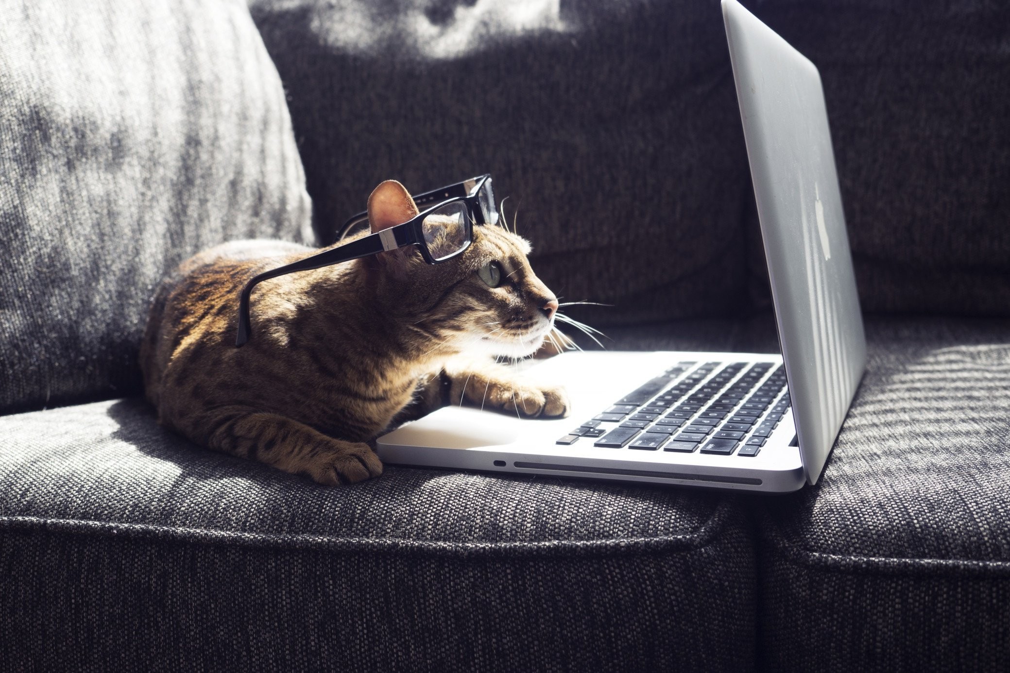 They Love Computers (20 pics)