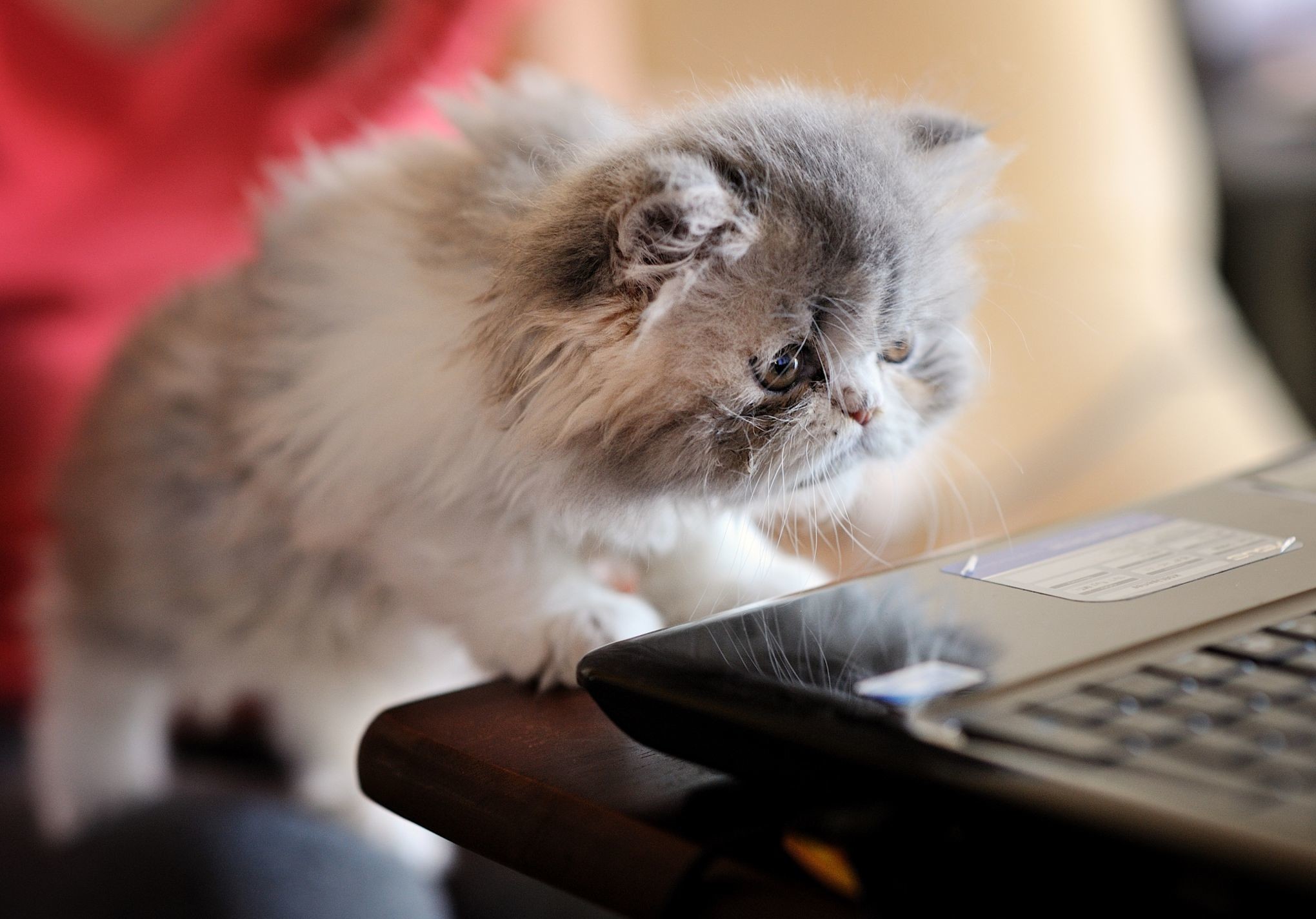 They Love Computers (20 pics)