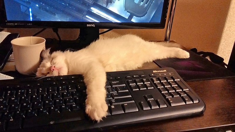 They Love Computers (20 pics)