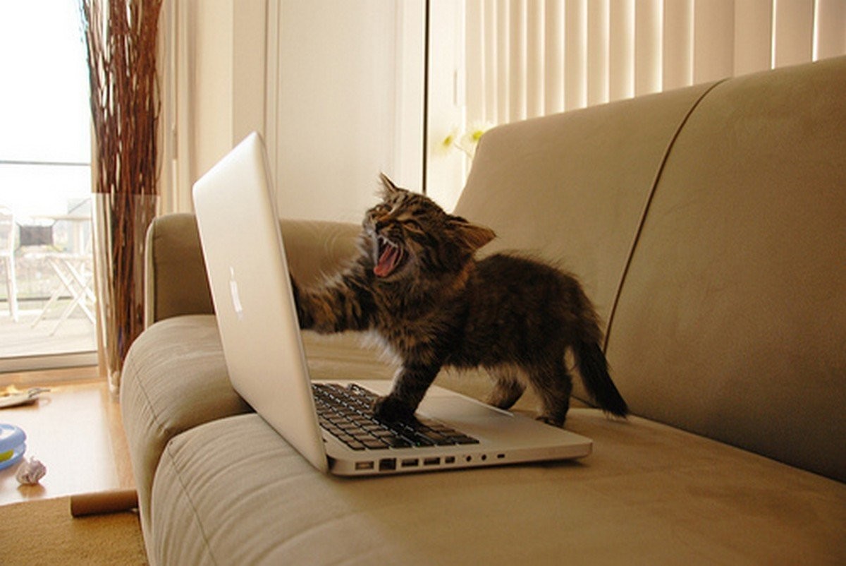 They Love Computers (20 pics)