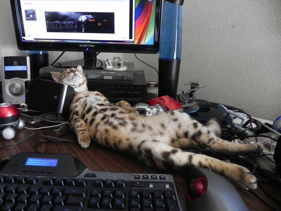 They Love Computers (20 pics)