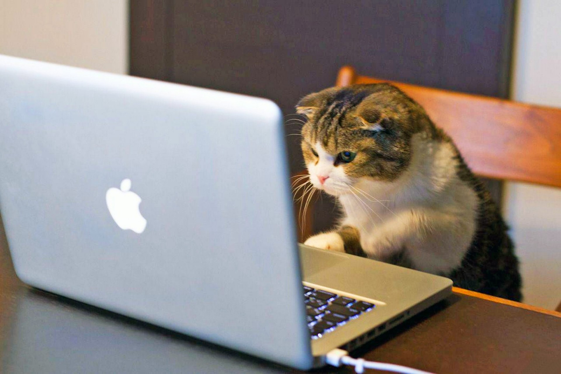 They Love Computers (20 pics)